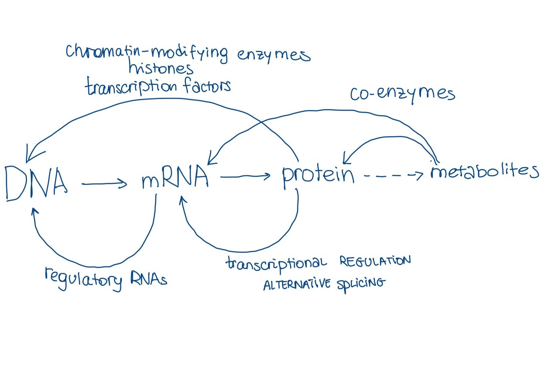 DNA to protein information flow diagram showing the complexity beyond the central dogma