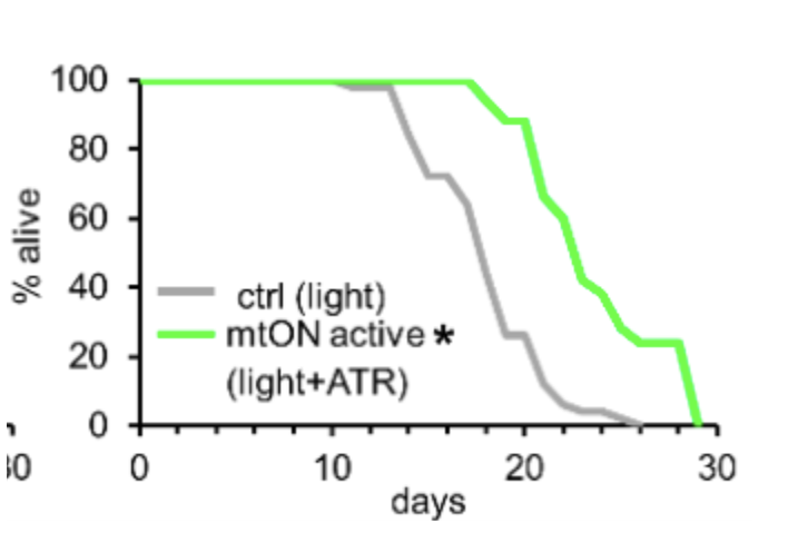 Optogenetic rejuvenation of mitochondrial membrane potential in C. elegans
