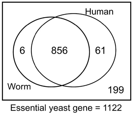 Conserved essential genes and their impact on lifespan